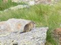 Marmota marmota